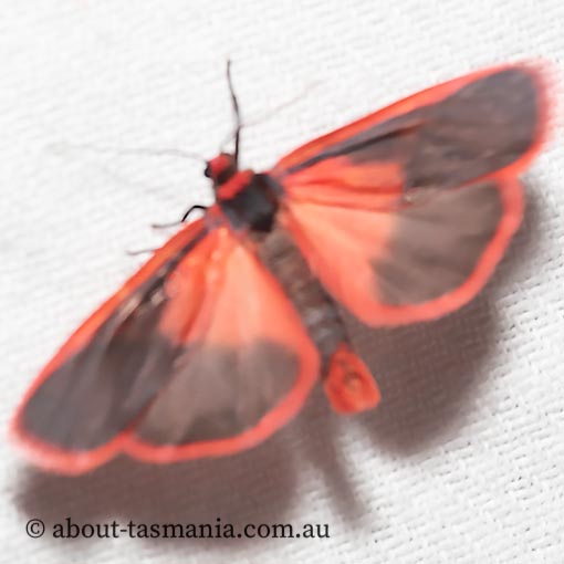 Scoliacma bicolora, Arctiidae, Tasmania, moth