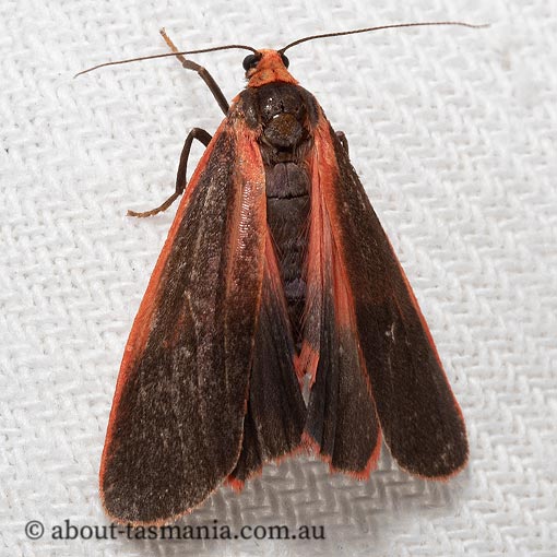 Scoliacma bicolora, Arctiidae, Tasmania, moth