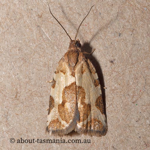 Tortrix schematica, Subfurcatana schematica, Tortricidae, Tasmania, moth