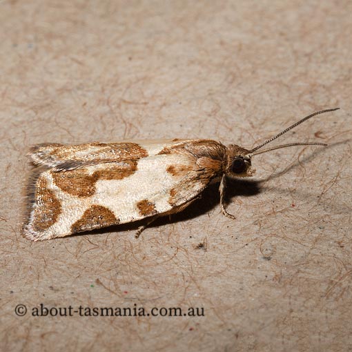 Tortrix schematica, Subfurcatana schematica, Tortricidae, Tasmania, moth
