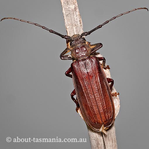 longicorn beetle, Toxeutes arcuatus