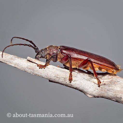 longicorn beetle, Toxeutes arcuatus