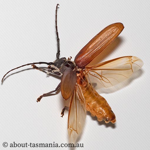 longicorn beetle, Toxeutes arcuatus