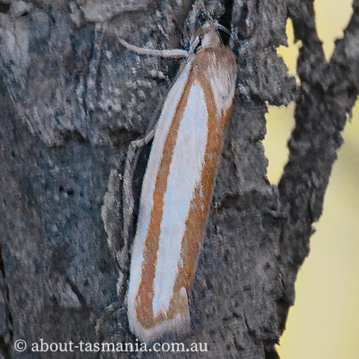Xylorycta parabolella, Xyloryctidae, Tasmania
