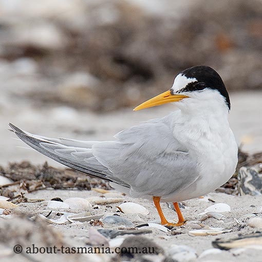 Little Tern, Sternula albifrons, Tasmania