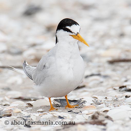 Little Tern, Sternula albifrons, Tasmania