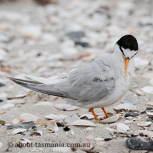 Little Tern | About Tasmania