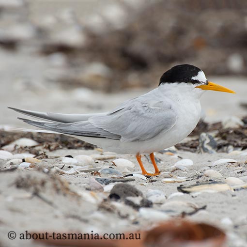 Little Tern, Sternula albifrons, Tasmania
