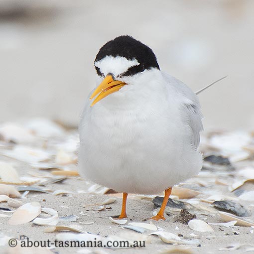 Little Tern, Sternula albifrons, Tasmania