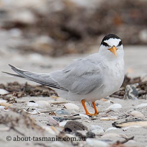 Little Tern
