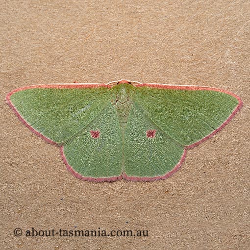 Chlorocoma cadmaria, Geometridae, Tasmanian moth