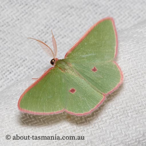 Chlorocoma cadmaria, Geometridae, Tasmanian moth