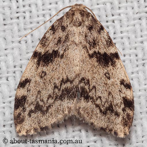Damias sicciodes, Arctiidae, Tasmania, moth