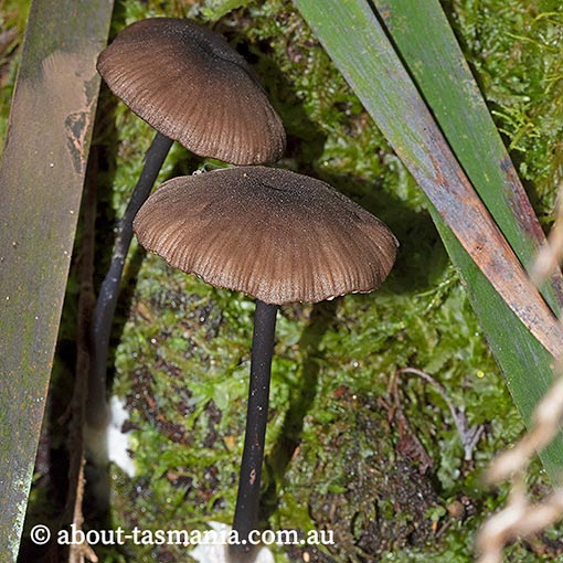 Entoloma melanophthalmum, Tasmania, fungi