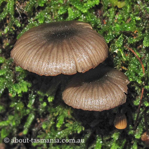 Entoloma melanophthalmum, Tasmania, fungi