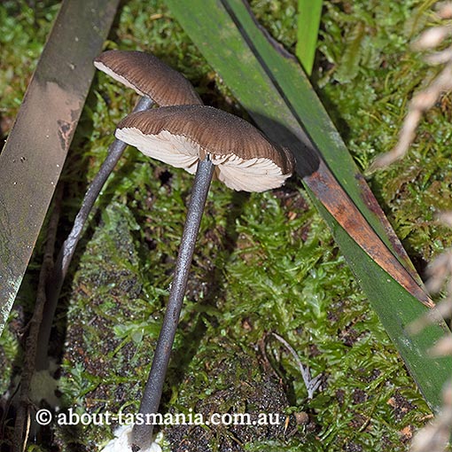 Entoloma melanophthalmum, Tasmania, fungi