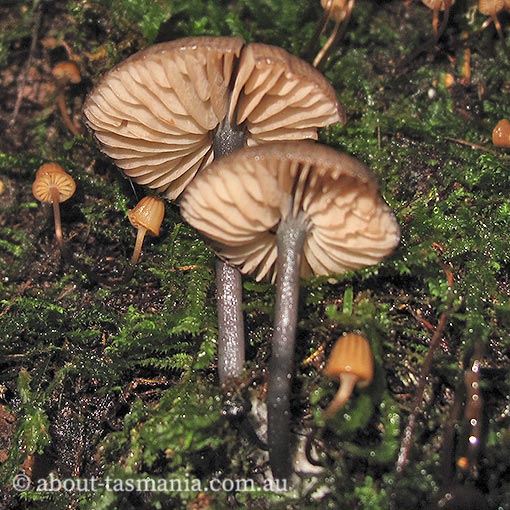 Entoloma melanophthalmum, Tasmania, fungi