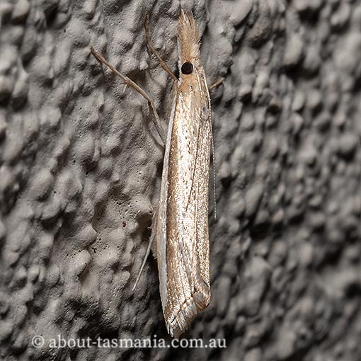 Hednota invalidellus, Crambidae, Tasmanian moth