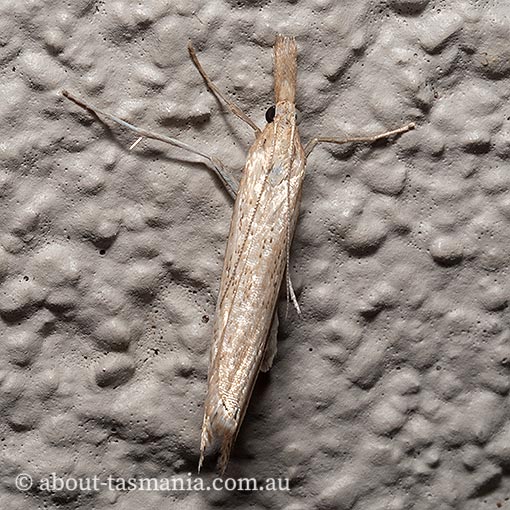 Hednota invalidellus, Crambidae, Tasmanian moth
