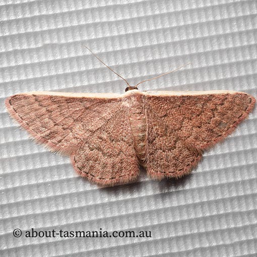 Idaea inversata, Geometridae, Tasmanian moth