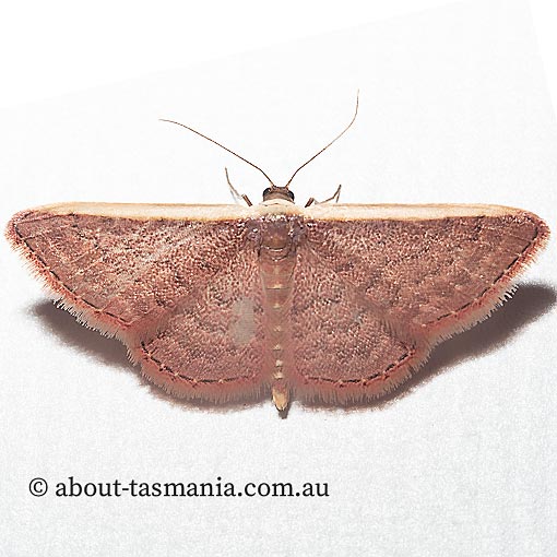 Idaea inversata, Geometridae, Tasmanian moth
