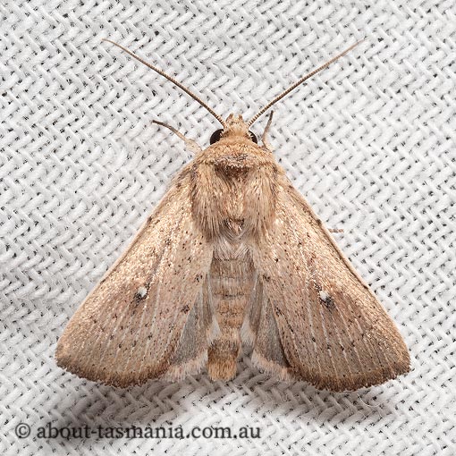 Leucania uda, Tasmania, moth