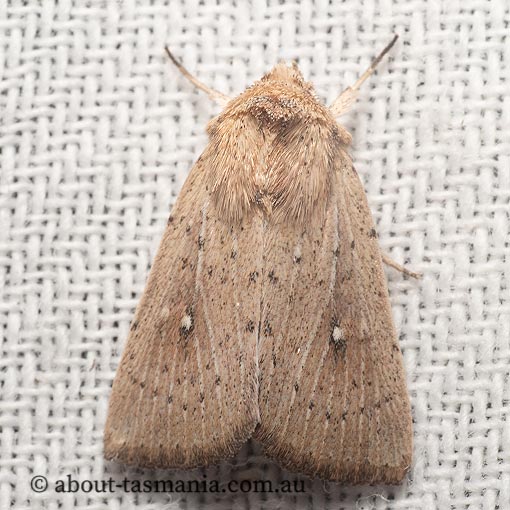 Leucania uda, Tasmania, moth