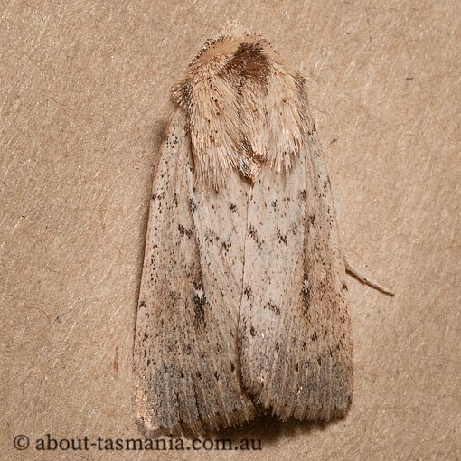 Leucania uda, Tasmania, moth