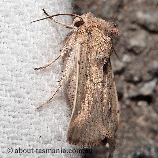 Leucania uda, Tasmania, moth