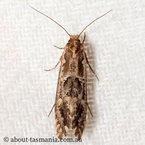 Moerarchis inconcisella, Tineidae, Tasmanian moth