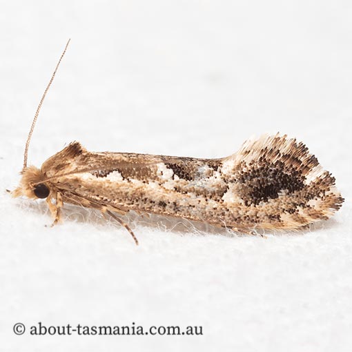 Moerarchis inconcisella, Tineidae, Tasmanian moth