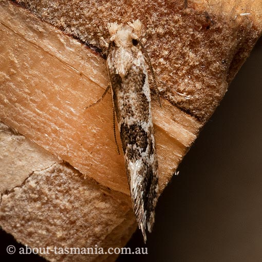 Moerarchis inconcisella, Tineidae, Tasmanian moth