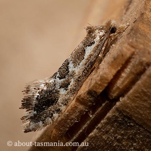 Moerarchis inconcisella, Tineidae, Tasmanian moth