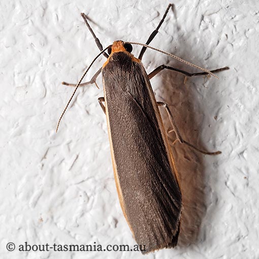 Palaeosia bicosta, Erebidae, Tasmania, moth