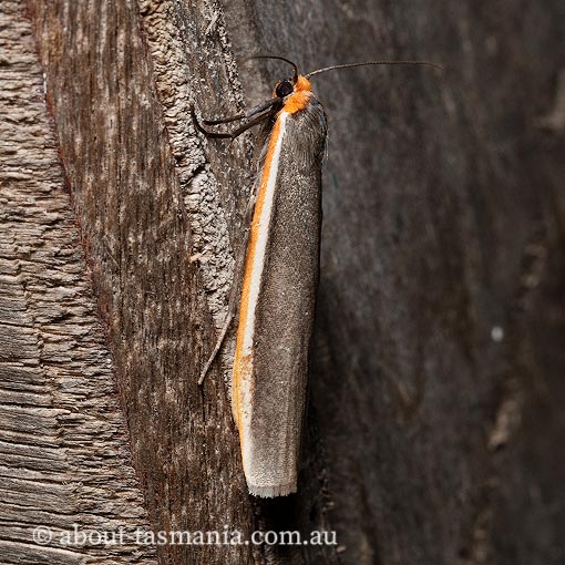 Palaeosia bicosta, Erebidae, Tasmania, moth
