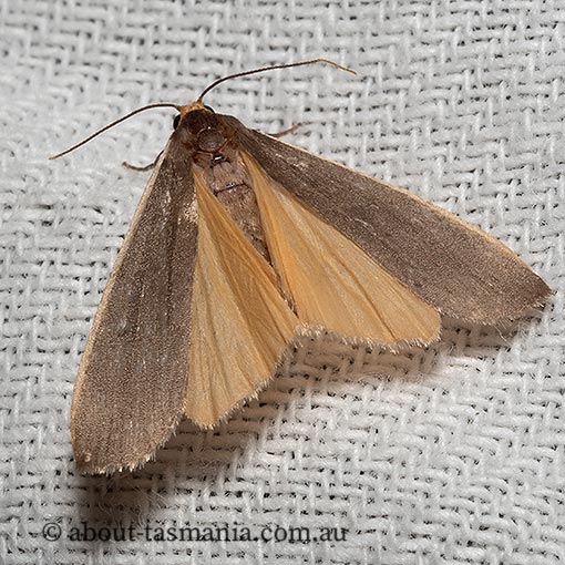 Palaeosia bicosta, Erebidae, Tasmania, moth