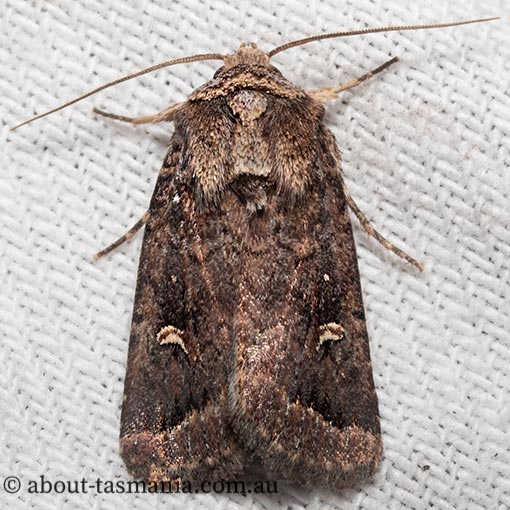 Proteuxoa hydraecioides, Tasmania, moth