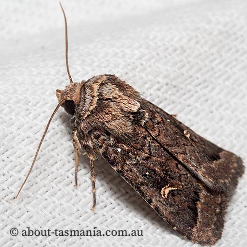 Proteuxoa hydraecioides, Tasmania, moth
