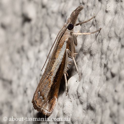 Ptochostola microphaeellus, Crambidae, Tasmanian moth