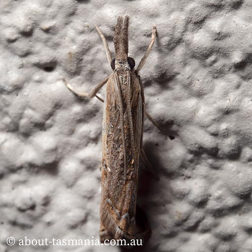 Ptochostola microphaeellus, Crambidae, Tasmanian moth