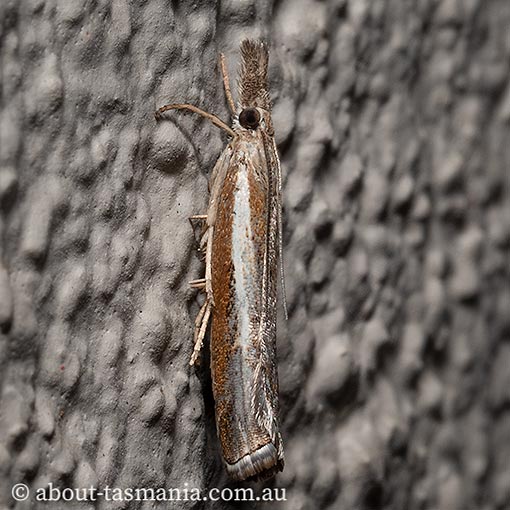 Ptochostola microphaeellus, Crambidae, Tasmanian moth