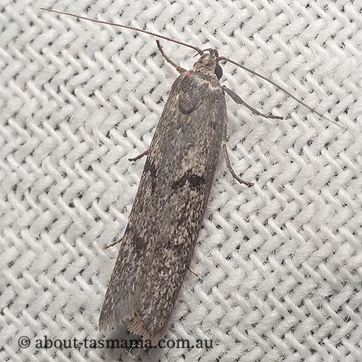 Scieropepla serina, Xyloryctidae, Tasmania