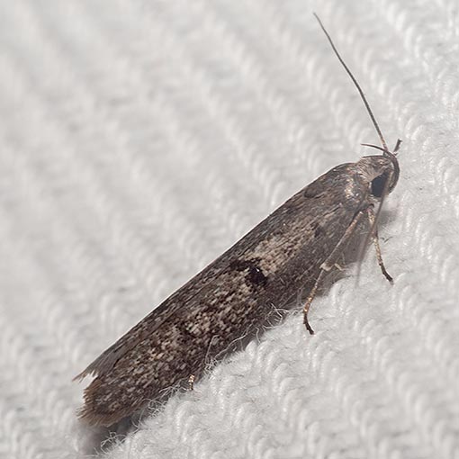 Scieropepla serina, Xyloryctidae, Tasmania