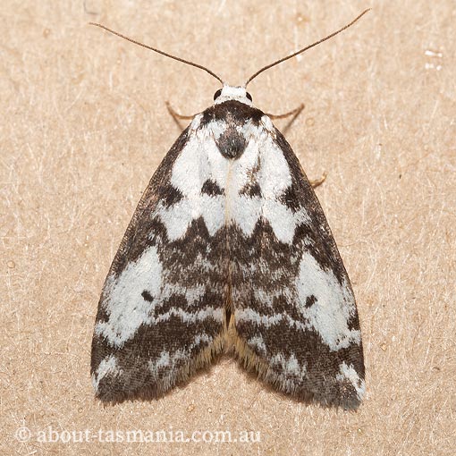 Thallarcha cosmodes, Arctiidae, Tasmanian moth
