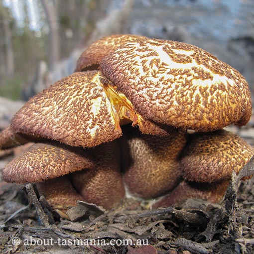 Tricholomopsis aff. rutilans, Tasmanian fungi