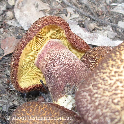 Tricholomopsis aff. rutilans, Tasmanian fungi