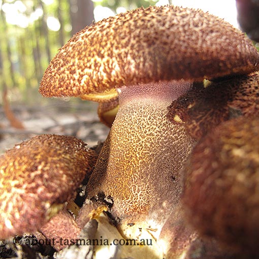 Tricholomopsis aff. rutilans, Tasmanian fungi