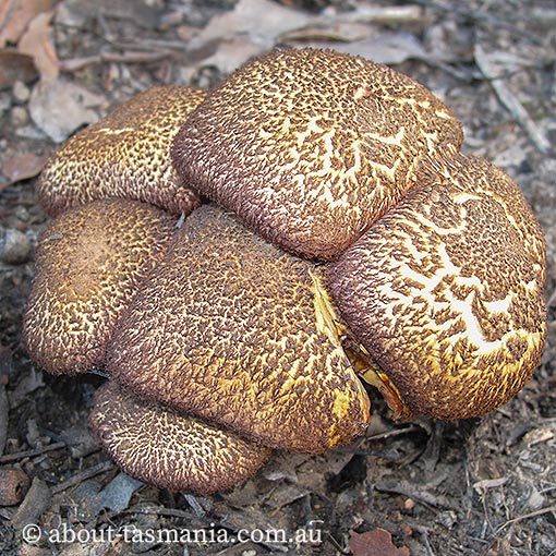 Tricholomopsis aff. rutilans, Tasmanian fungi