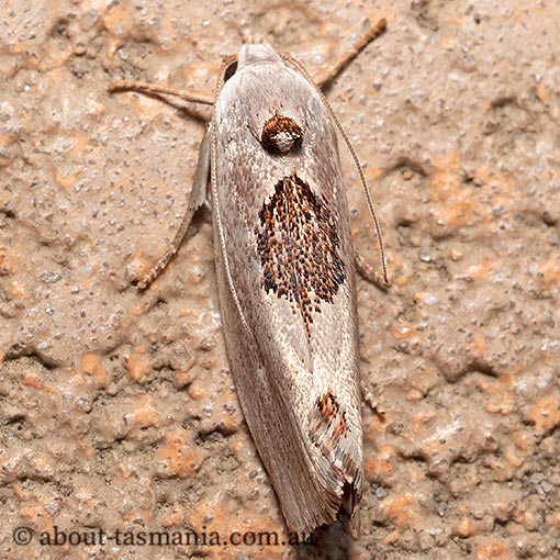 Tymbophora peltastis, Xyloryctidae, Tasmania
