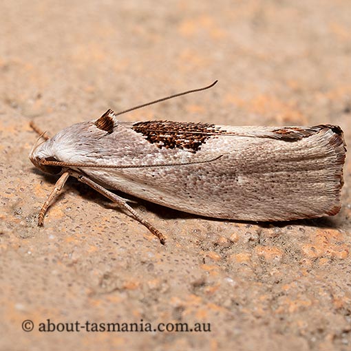 Tymbophora peltastis, Xyloryctidae, Tasmania